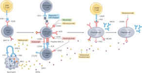 Advances in the treatment of ANCA-associated vasculitis