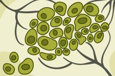 August 2024 | NIH News in Health