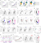 CARD11 signaling regulates CD8+ T cell tumoricidal function