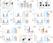 Cathepsin L-dependent positive selection shapes clonal composition and functional fitness of CD4+ T cells