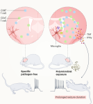 Peripheral infection wires T cells in the brain