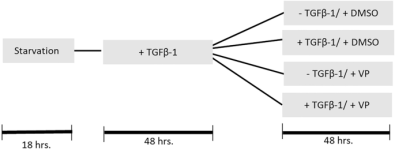 Verteporfin ameliorates fibrotic aspects of Dupuytren’s disease nodular fibroblasts irrespective the activation state of the cells