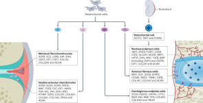 Insights into chondrocyte populations in cartilaginous tissues at the single-cell level