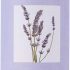 Essential Oils Set by Pure Aroma – Top 6 Aromatherapy Oils Gift Set-6 …