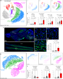 Granzyme K+ CD8 T cells slow tauopathy progression by targeting microglia